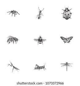 Hand drawn bug sketches set. Collection of bumblebee, mantis, butterfly and other sketch elements.