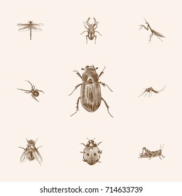 Hand Drawn Bug Sketches Set. Collection Of Grasshopper, Insect, Gnat And Other Sketch Elements.