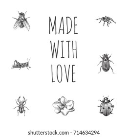 Hand Drawn Bug Sketches Set. Collection Of Housefly, Spider, Insect And Other Sketch Elements.