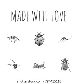 Hand Drawn Bug Sketches Set. Collection Of Black Widow, Gnat, Mantis And Other Sketch Elements.