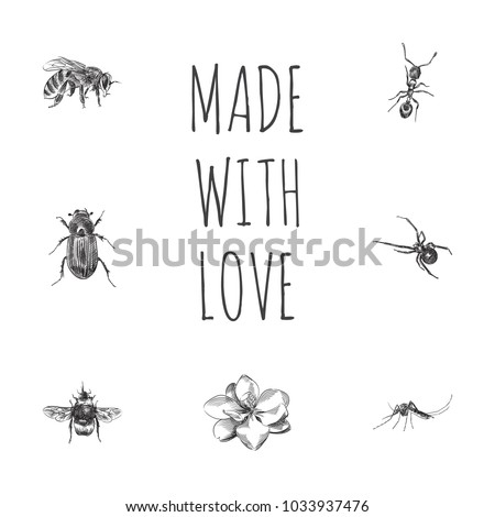 Hand drawn bug sketches set. Collection of mosquito, spider, bumblebee and other sketch elements.