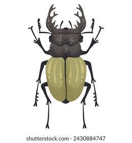 Hand drawn bug. Stag beetle insect, flying horned bug, coleopterist trophy flat vector illustration. Cartoon large stag beetle on white