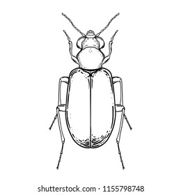 Hand drawn bug in vintage style. Beetles vector illustration isolated on white background. Retro tattoo design, nature, astrology, alchemy, magic symbol.