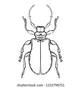 Hand drawn bug in vintage style. Beetles vector illustration isolated on white background. Retro tattoo design, nature, astrology, alchemy, magic symbol.