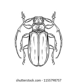 Hand drawn bug in vintage style. Beetles vector illustration isolated on white background. Retro tattoo design, nature, astrology, alchemy, magic symbol.