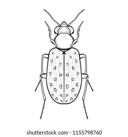 Hand drawn bug in vintage style. Beetles vector illustration isolated on white background. Retro tattoo design, nature, astrology, alchemy, magic symbol.