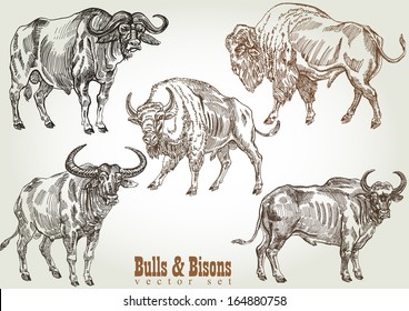 hand drawn bull & bison vector set