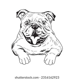 Hand Drawn Bull Dog Vector illustration