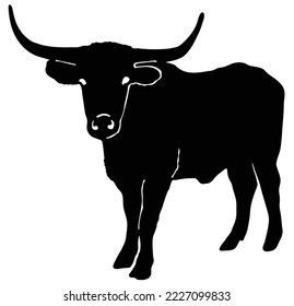  Hand drawn bull, realistic sketch of a cattle long horned ankole, isolated on white background