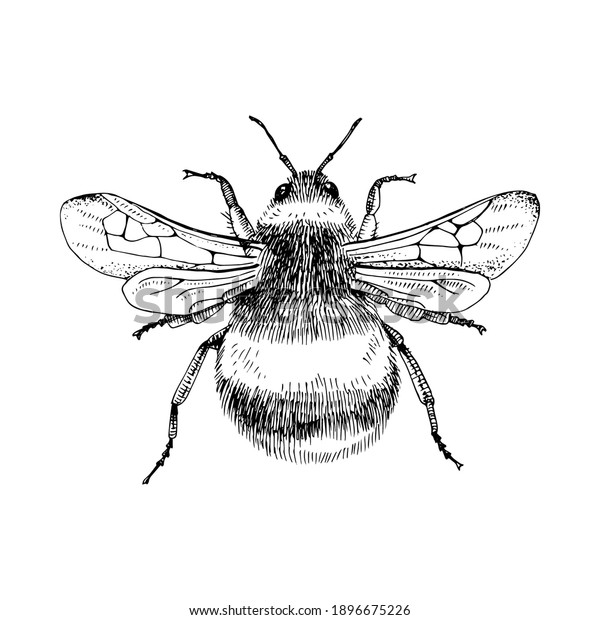 Hand Drawn Bumblebee Isolated On White Stock Vector (Royalty Free ...