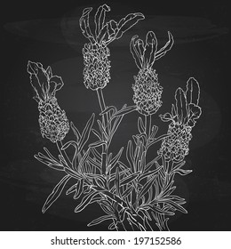 Hand Drawn Bunch of Aspic Over Chalkboard Background -  Vintage Vector Floral Background