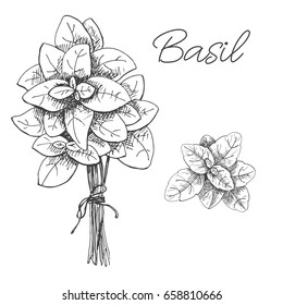 Hand drawn bunch of basil. Fresh basil isolated on white background. Vector illustration of a sketch style.