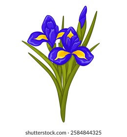 Hand drawn bunch of blue iris flowers on white background