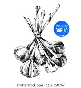 Hand drawn bunch of garlic isolated on white background. Vector illustration in vintage style