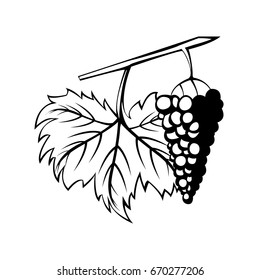 hand drawn bunch of grapes in chalk, painted icon isolated on white background, ink silhouette painting grape