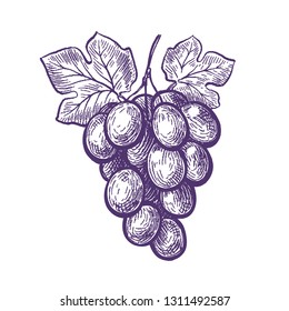 Hand drawn bunch of grapes. Fruit, vineyard, wine sketch. Vintage vector illustration