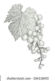 hand drawn bunch of grapes isolated on white background vector