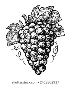 Hand drawn bunch of grapes vector. Wine vine sketch. Black and white vintage engraving illustration for design wine