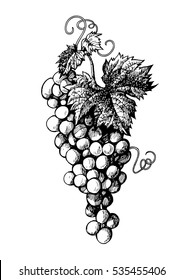 Hand drawn bunch of grapes in vintage style. Black and white vector illustration isolated on white background.