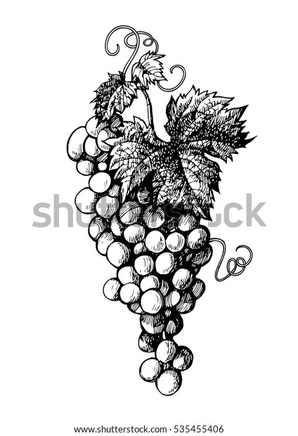 ビンテージスタイルの手描きのブドウの束 白い背景に白黒のベクターイラスト のベクター画像素材 ロイヤリティフリー 535455406