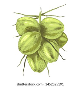 Hand drawn bunch of green coconuts. Vector illustration