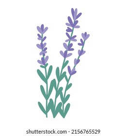 Hand drawn bunch of lavender flowers, flat vector illustration isolated on white background. Cute cartoon purple flowers. Aromatherapy and spa concepts. Herb for alternative herbal medicine.