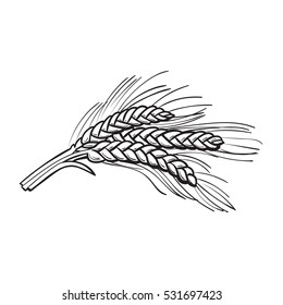 Hand drawn bunch of malt, barley ears, sketch style vector illustration isolated on white background. black and white Hand drawn ripe ears of malt, barley, wheat or rye