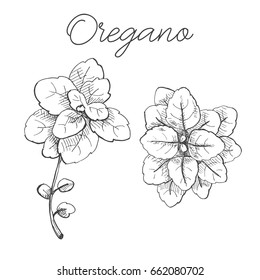 Hand drawn bunch of oregano isolated on white background. Vector illustration of a sketch style.