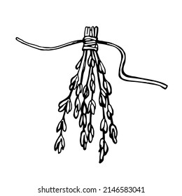 Hand drawn bunch of thyme branches isolated on white background