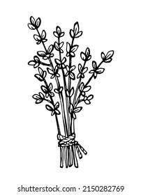 Hand drawn bunch of thyme branches isolated on white background