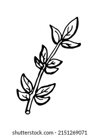 Hand drawn bunch of thyme branches isolated on white background