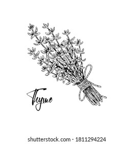 Hand drawn bunch of thyme tied with rope in a bow isolated on white. Medical herb illustration in sketch stile. Vector illustration