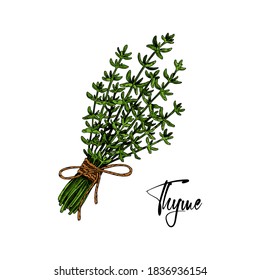 Hand drawn bunch of thyme tied with a rope with a bow isolated on white. Medical herb illustration in colored sketch stile. Vector illustration