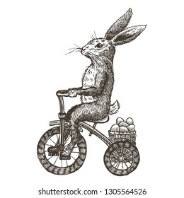 2,079 Rabbit On Bike Images, Stock Photos & Vectors | Shutterstock