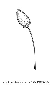 Hand drawn bunny tail grass isolated on white background. Vector illustration in sketch style