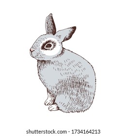 Hand drawn bunny vector illustration