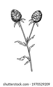 Hand drawn burdock isolated on white.  Vector illustration in sketch style