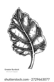 Ilustrações de vetor de folha de bardana desenhadas à mão. Esboço vegetal raiz. Planta medicinal ou medicina natural, produtos à base de plantas, design de embalagem de alimentos. NÃO gerado AI