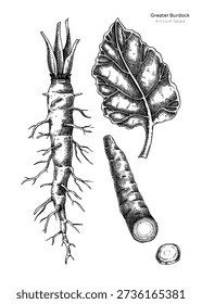 Hand drawn burdock vector illustrations. Root vegetable sketch. Medicinal plant, dried root, leaf drawings for herbal medicine or food packaging design. NOT AI generated