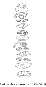 Hand drawn burger ingredients placed between cut halves bun, monochrome engraving vector illustration isolated on white background. Scheme of burger in sketch style.