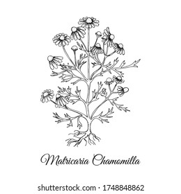 Hand Drawn Bush of Chamomilla Isolated on White Backdrop. Herbal with Latin Name Matricaria chamomilla. Sketch Style Vector Illustration. Herbal Medicine and Food Industry Component.