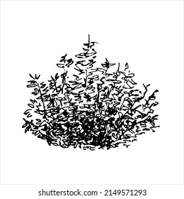 Hand drawn bush, dendrology sketch element, graphic template.