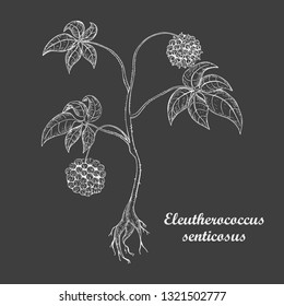 Hand Drawn Bush of Herbal Known as Eleutherococcus Senticosus , Siberian Ginseng, Eleuthero, Ciwujia, Devils Shrub, Shigoka, Touch-me-not, Wild pepper, Kan jang. Made in White on Dark Background.