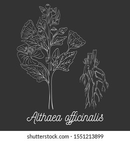 Hand Drawn Bush of Marsh-Mallow with Roots made as Painted with White Chalk on the Blackboard. Herbal with Latin Name Althaea officinalis. Herbal Medicine and Food Industry Component.