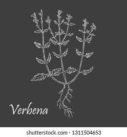 Hand Drawn Bush of Verbena or Vervain made as Painted with White Chalk on the Blackboard. Sketch Style Vector Illustration. Leaflet, Flyer, Banner for Herbal Medicine, Cosmetology, Food Industry.