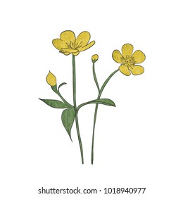 Hand drawn buttercup flower, vector