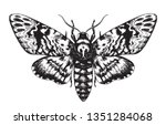 Hand drawn butterfly Acherontia Styx isolated on white background. Pencil drawing monochrome Death