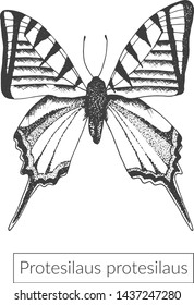 Hand drawn butterfly illustration. High detailed insect image on white background. Vector sketched macro realistic insect.