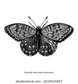 Hand Drawn Butterfly Illustration. Vintage Insect Sketch in Black and White