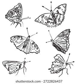 Hand drawn butterfly insects drawing in black brush stroke texture isolated on white background. Hand drawn vector sketch illustration in vintage charcoal ink. Springtime symbol, lightness, flying